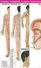 New Acupuncture Points 3 Body 1 Ear Charts Set with 5 Sujok Rings Best Spare Store
